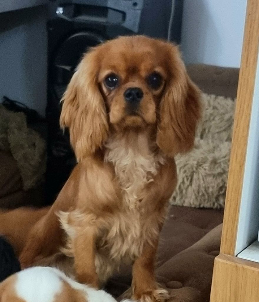 Magic's Legend Angèle