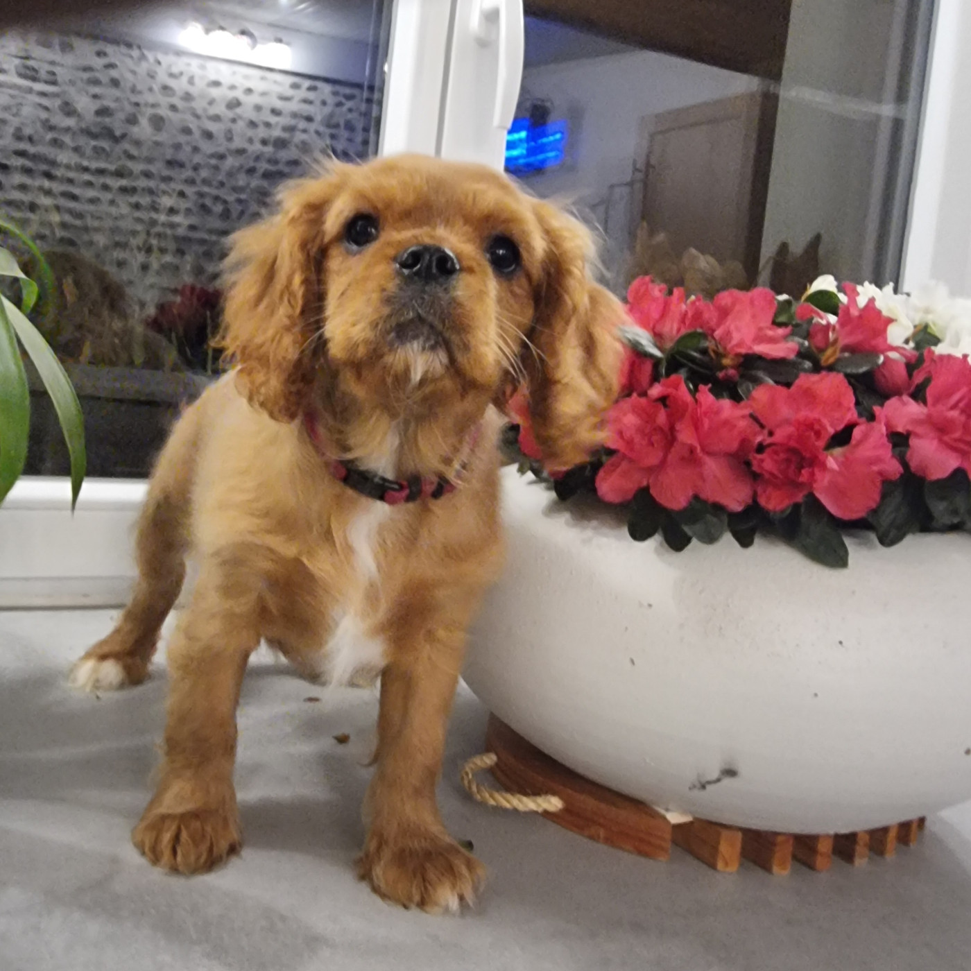 Magic's Legend AIMÉE