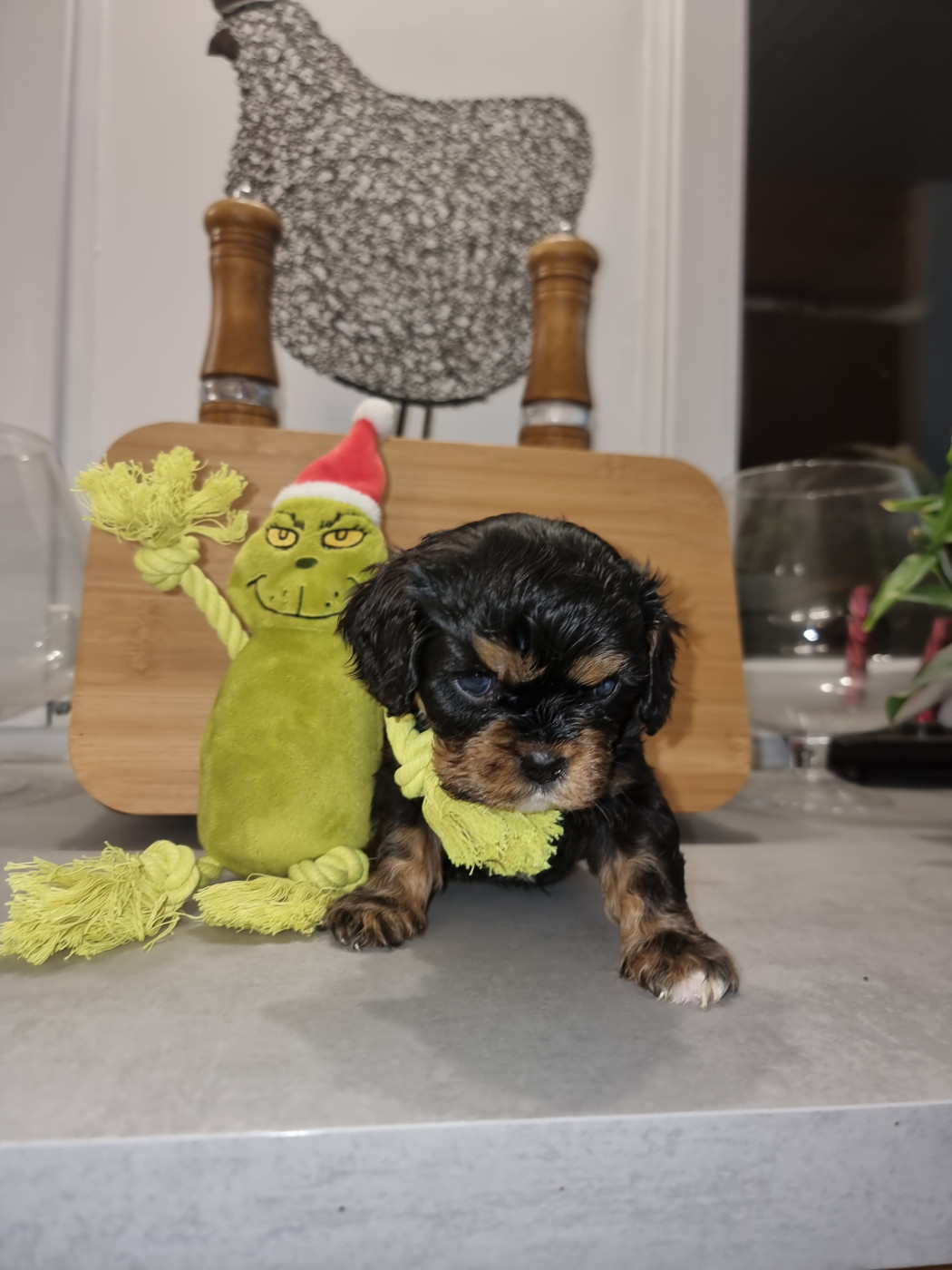 Magic's Legend - Chiots disponibles - Cavalier King Charles Spaniel