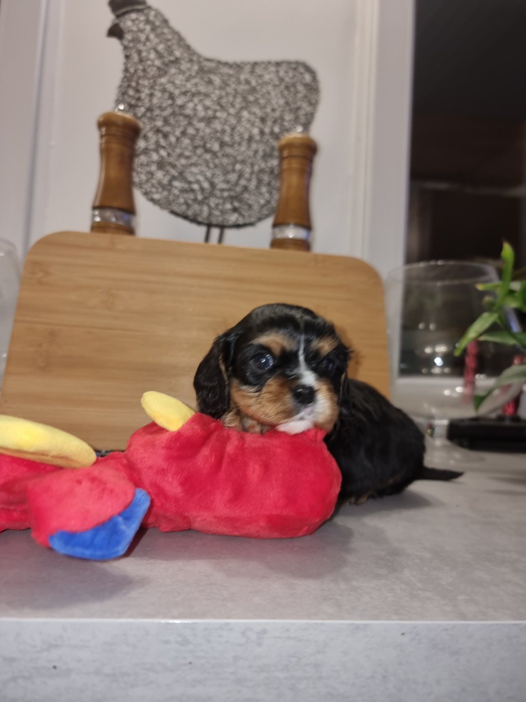 Magic's Legend - Chiots disponibles - Cavalier King Charles Spaniel