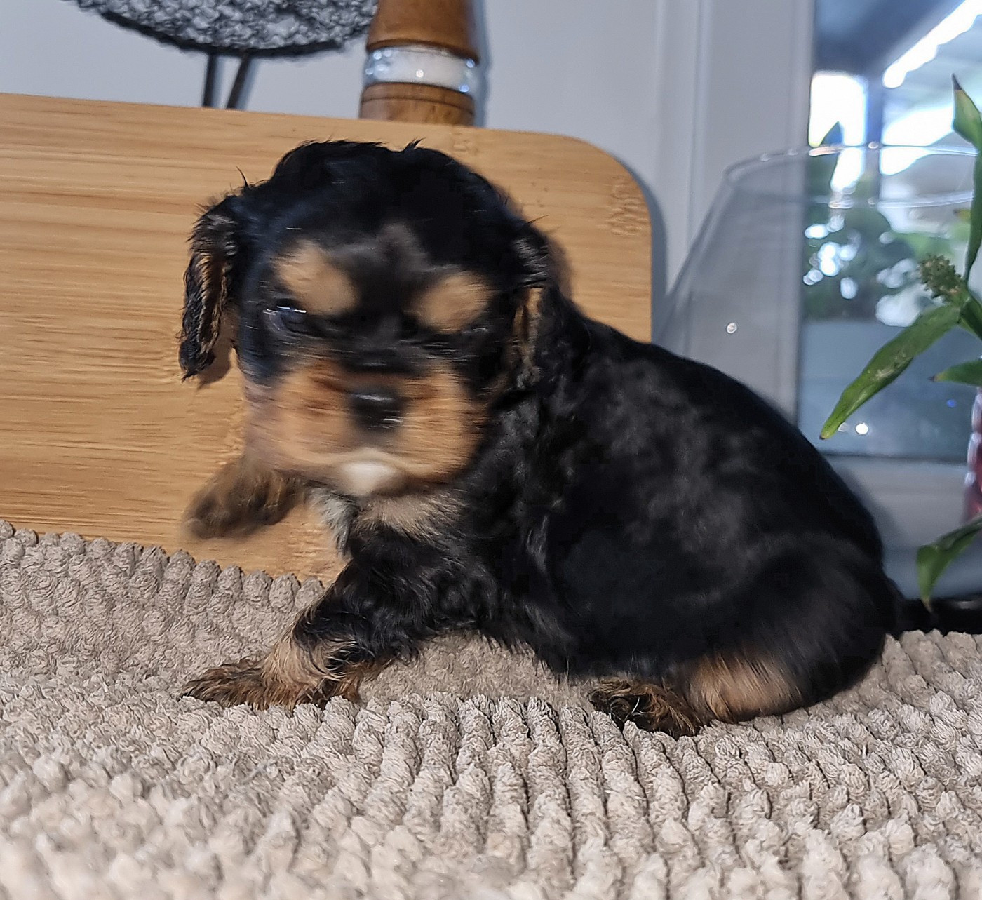 Magic's Legend - Chiots disponibles - Cavalier King Charles Spaniel