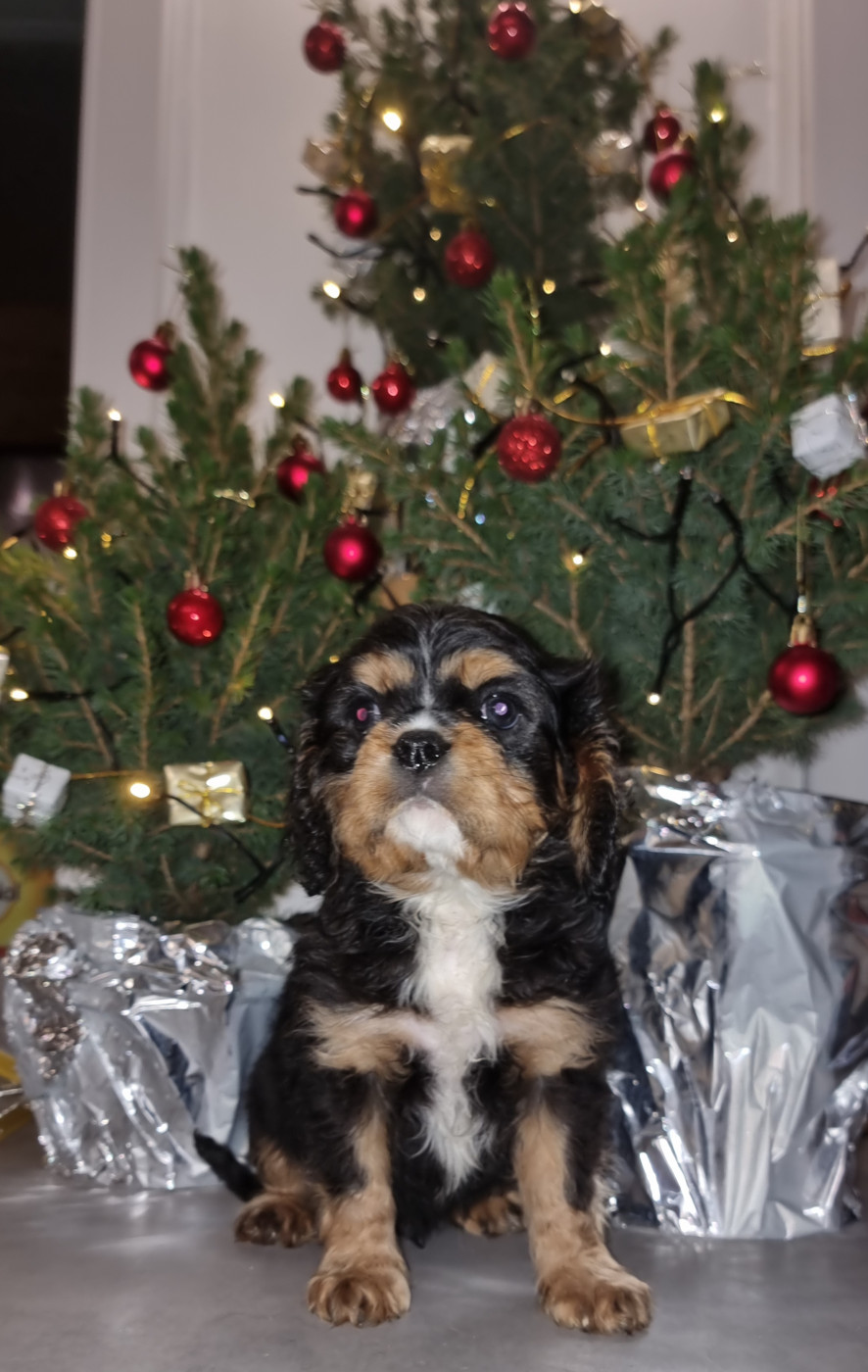 Magic's Legend - Chiots disponibles - Cavalier King Charles Spaniel