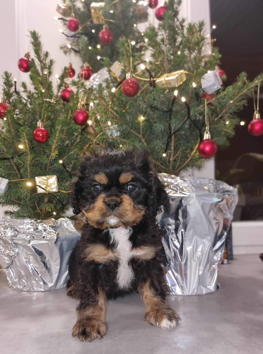 Magic's Legend - Chiots disponibles - Cavalier King Charles Spaniel