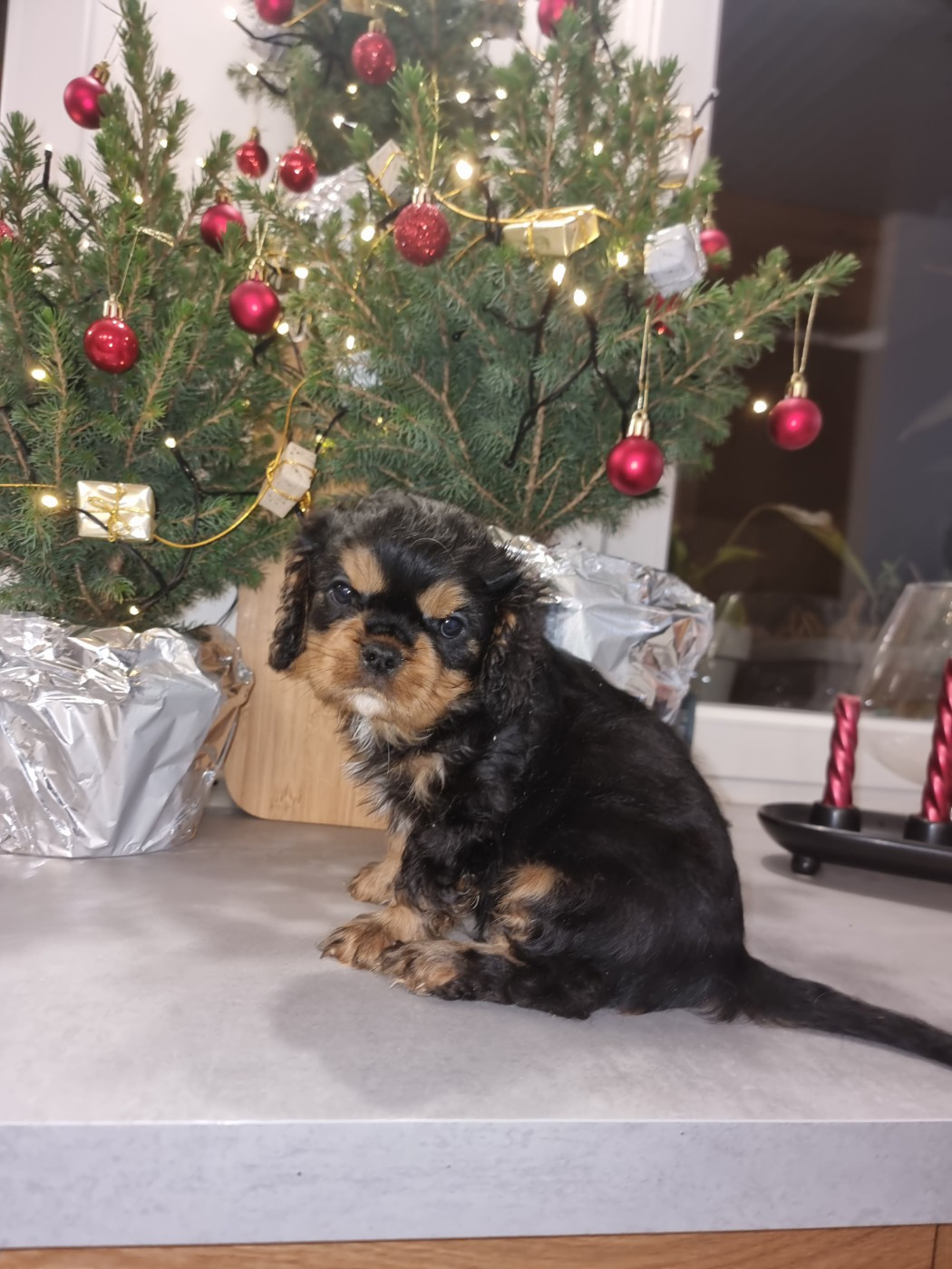 Magic's Legend - Chiots disponibles - Cavalier King Charles Spaniel