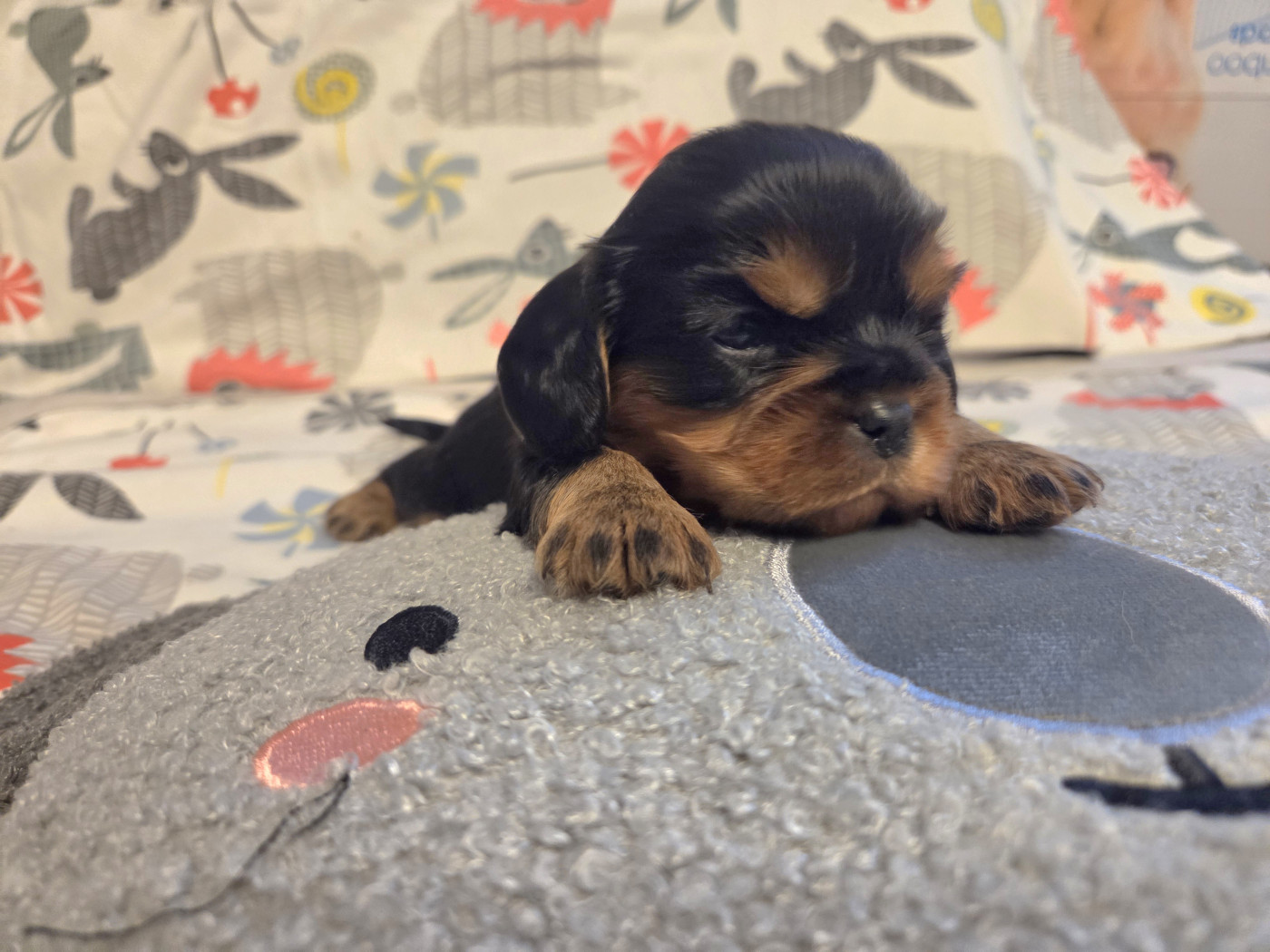 Magic's Legend - Chiots disponibles - Cavalier King Charles Spaniel