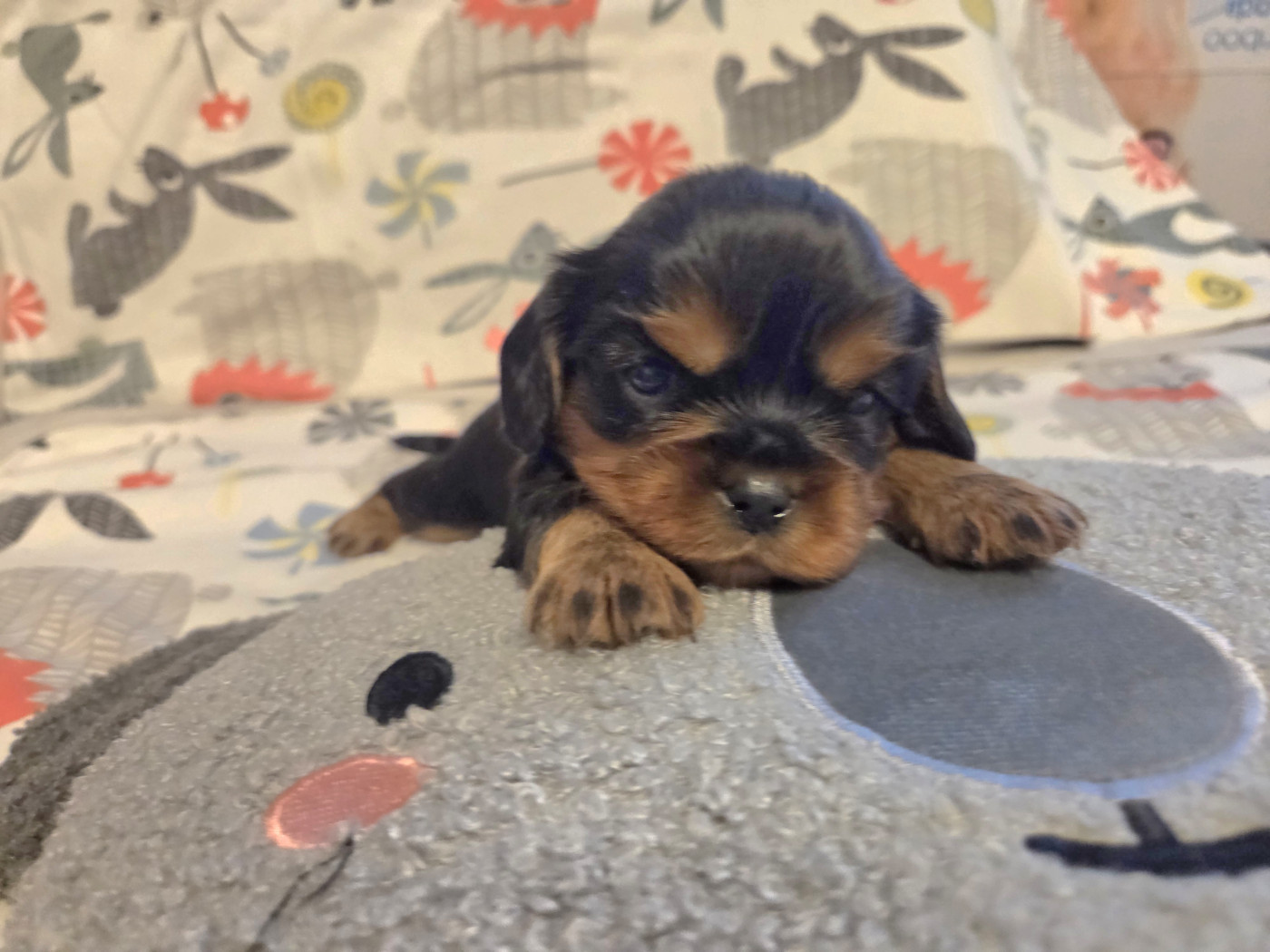 Magic's Legend - Chiots disponibles - Cavalier King Charles Spaniel