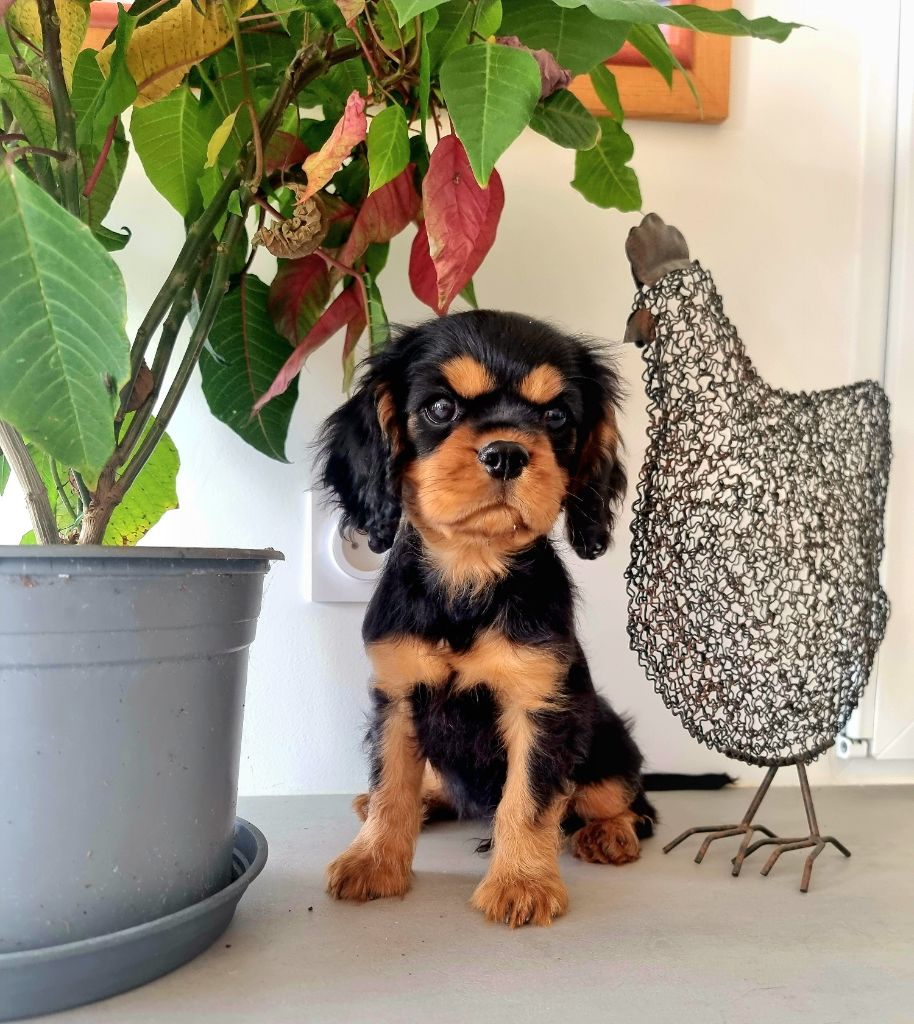 Magic's Legend - Cavalier King Charles Spaniel - Portée née le 12/05/2025
