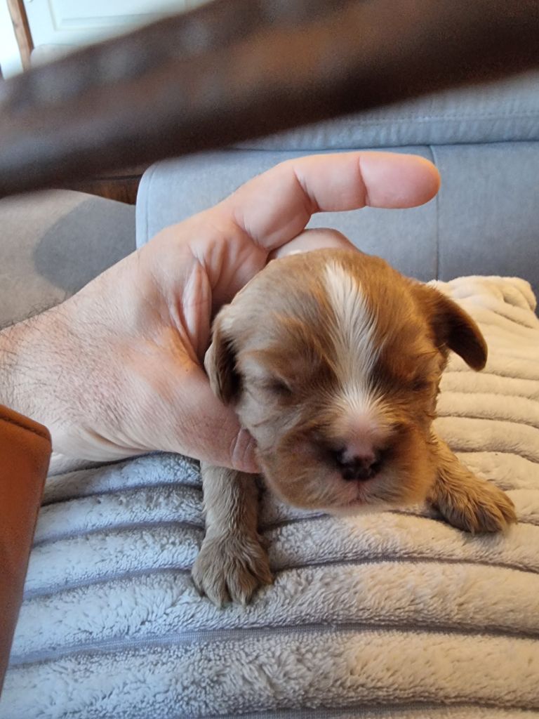 Magic's Legend - Chiots disponibles - Cavalier King Charles Spaniel