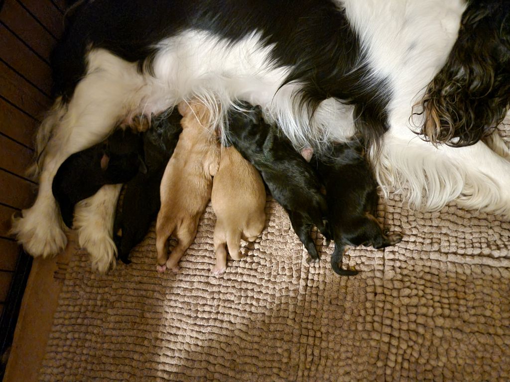 Chiot Cavalier King Charles Spaniel Magic's Legend