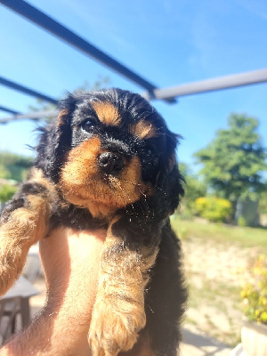CHIOT 1