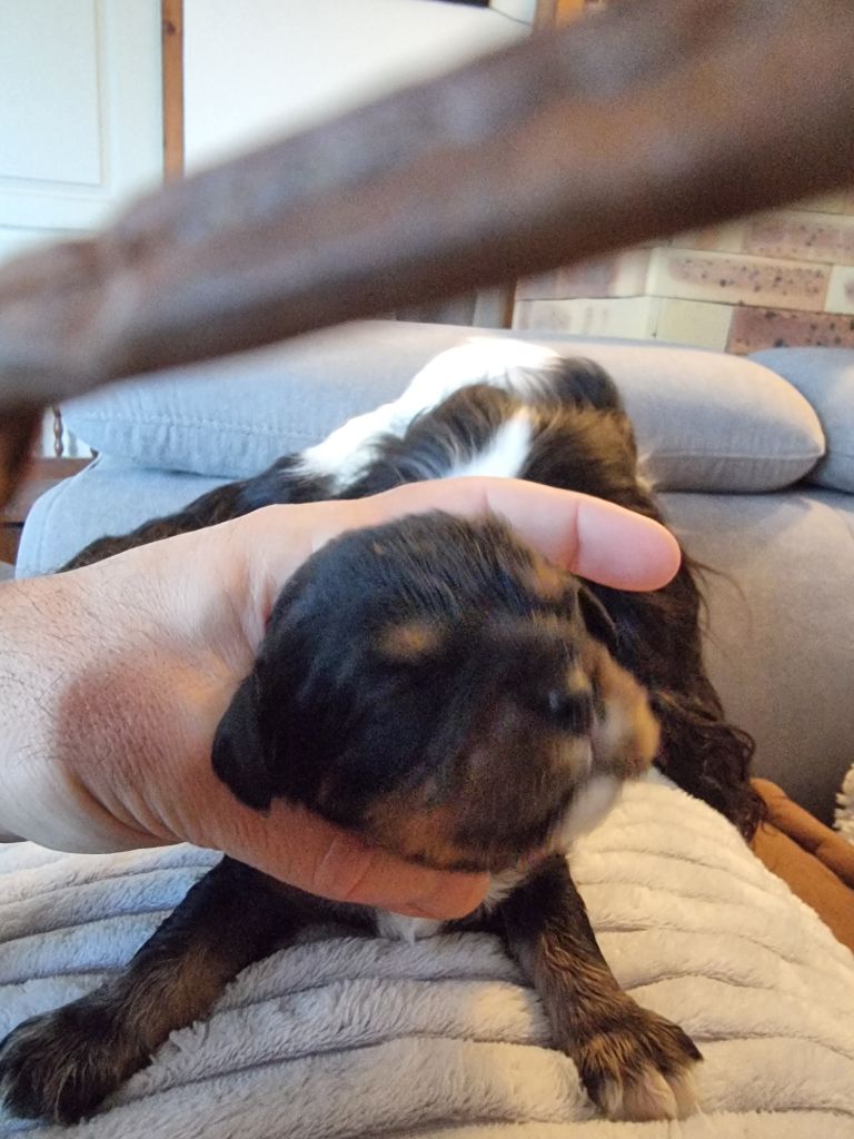 Magic's Legend - Chiots disponibles - Cavalier King Charles Spaniel